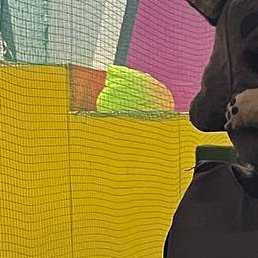 Veronika, ������, 21 ���