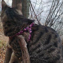 ������, �����, 29 ���