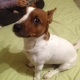 �����, ������, 42 ����