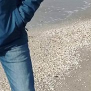 �����, 46 ���, ����