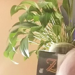 ����, ������, 32 ����