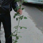 �������, 33 ����, ������