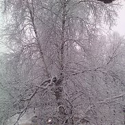 Elena, 52 ����, ������