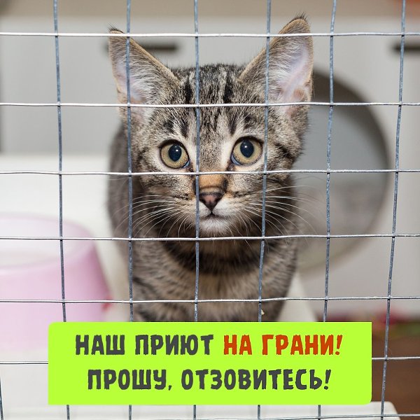 Бьём тревогу! Это не может быть концом! В нашем приюте сейчас тишина. Такая, от которой сжимается ...