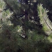 �����, 50 ���, ������-�������� �������