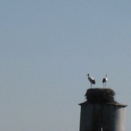 Vladimir, ������