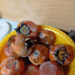 ����, ������ ��������, 49 ���