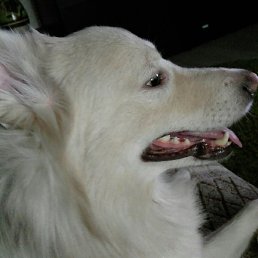 �������, ������, 60 ���