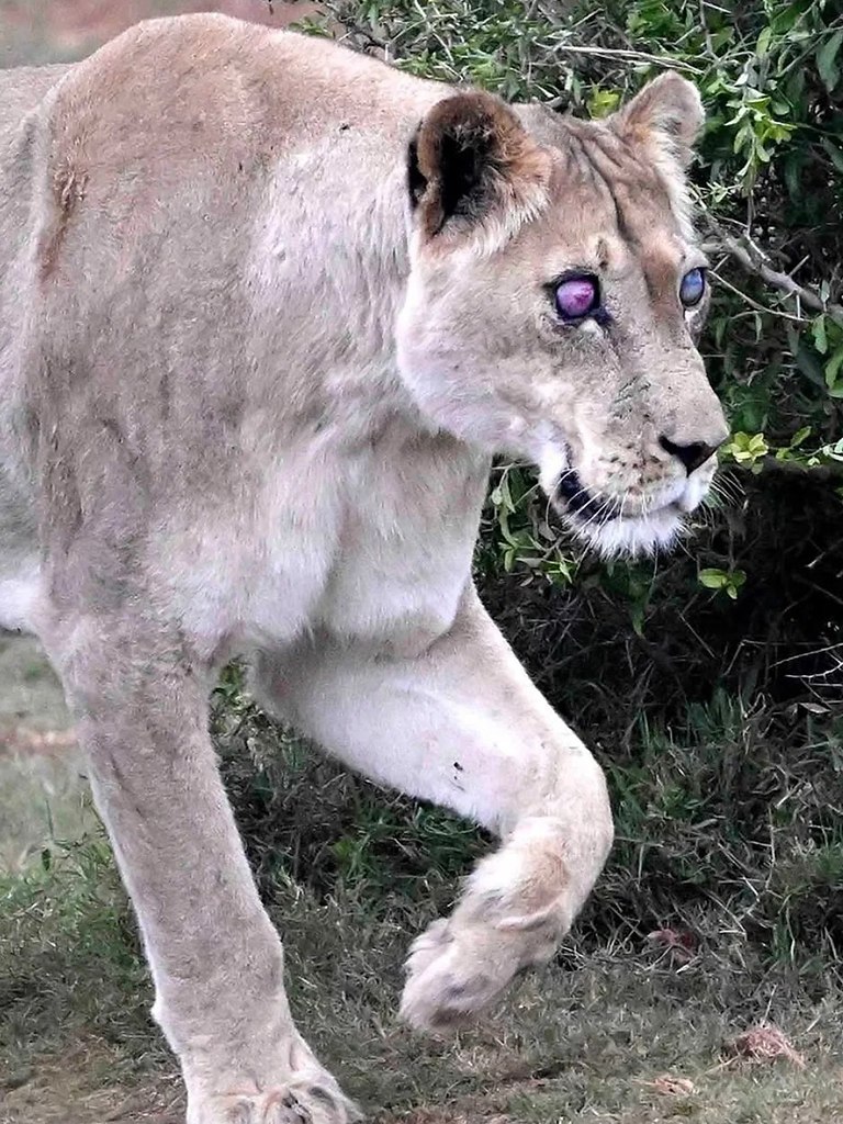 , 17-         ,    ... - 3