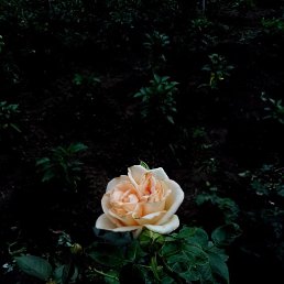 ������, ���������, 23 ����