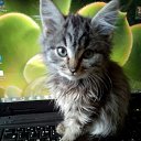  Cytotoxin, , 39  -  16  2025    