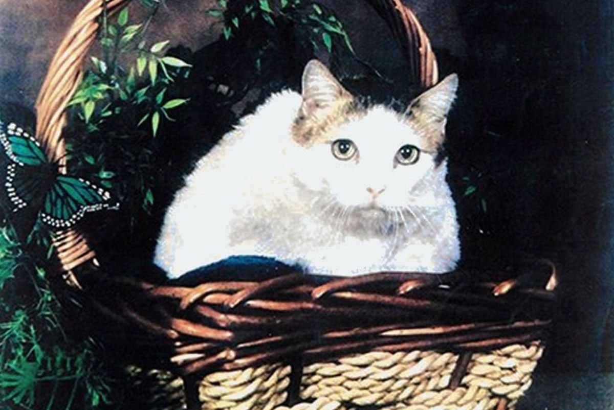 Какой кофе пила кошка-долгожительница? Крим Пафф прожила 38 лет и 3 дня. Почти 170 по человеческим ...
