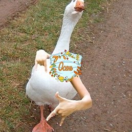 �������, ����, 61 ���