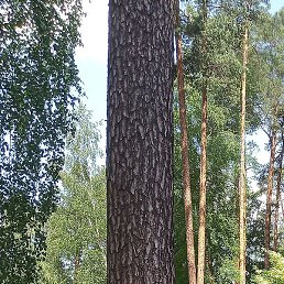 ���������, ������, 44 ����