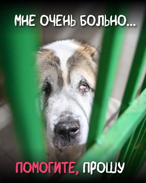 Арагону очень больно! Отзовитесь, добрые сердечки! К сожалению, судьбы алабаев особенно тяжёлые. ...