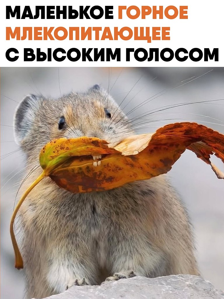 ������ � ��������� ������ �������������, ������� ����������� ��������, ������� � �������� � ...