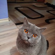 ������, 43 ����, �����������