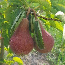 �������, ������������, 44 ����