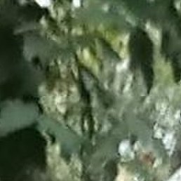 ��������, ���������, 46 ���