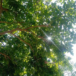 Raj, ������, 20 ���