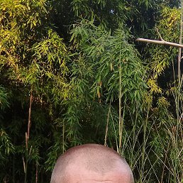 , 36, 