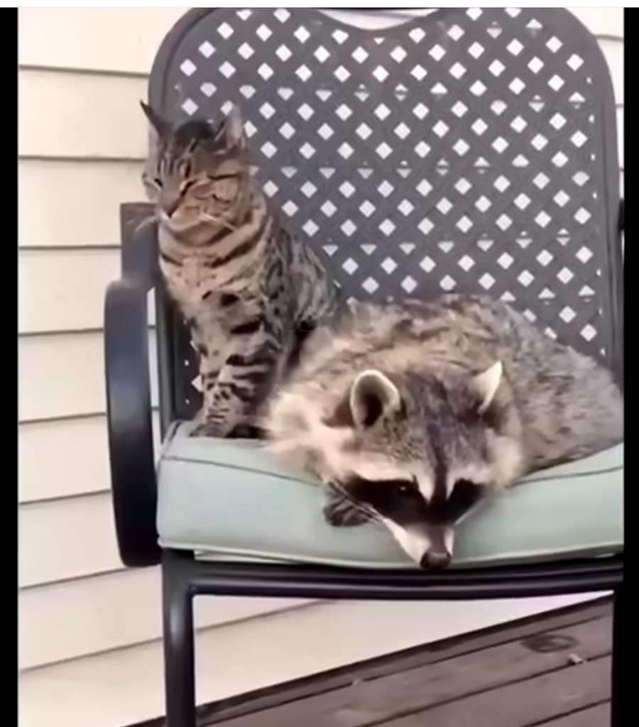   ,    ! , .  ....