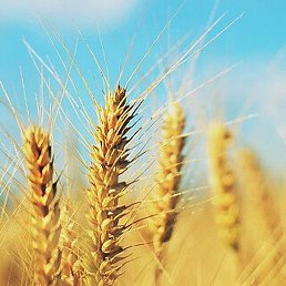 �����, ������, 75 ���