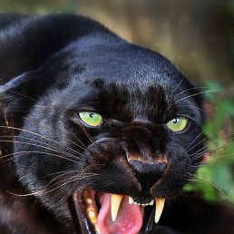 ���� �������, ������������, 60 ��� - ��������� 16 ������ 2026