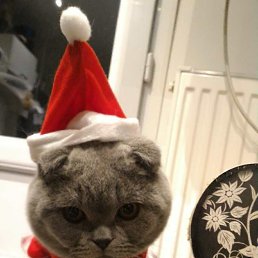 ���� �������, ������, 45 ��� - ��������� 12 ������ 2026