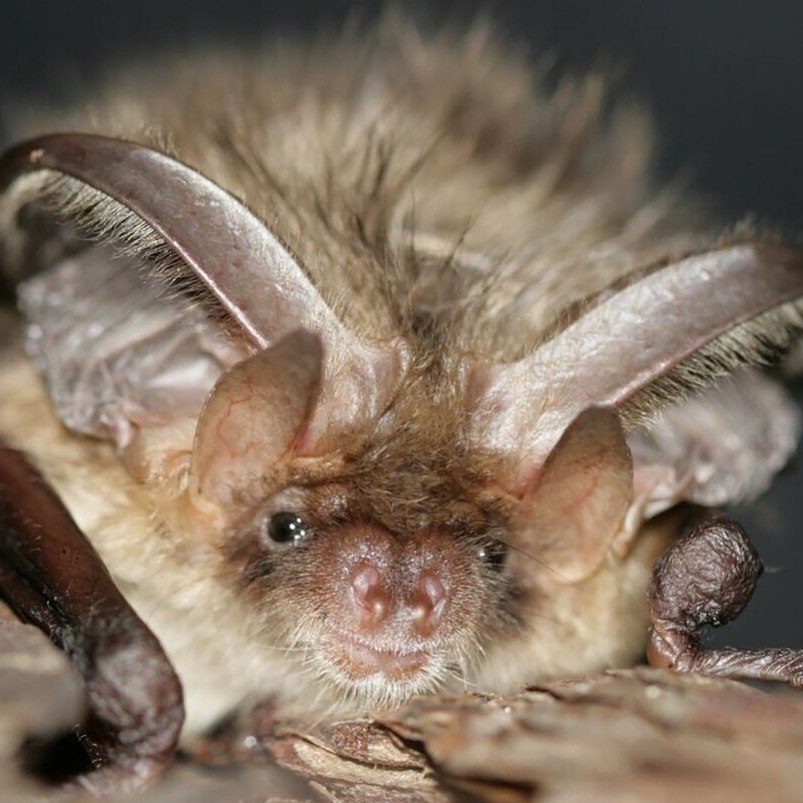 o e ac, o epe ope oa  app aea ee . oe  e ... - 2