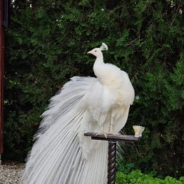 ���� �����, �����������, 60 ��� - ��������� 5 ������� 2025