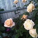 ���� �����, ������, 64 ���� - ��������� 6 ������� 2026 � ������ ������ ��������