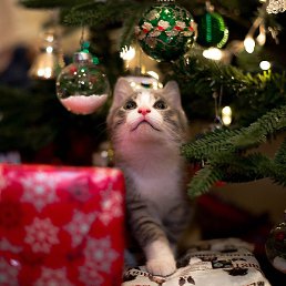 Bme Click, ������