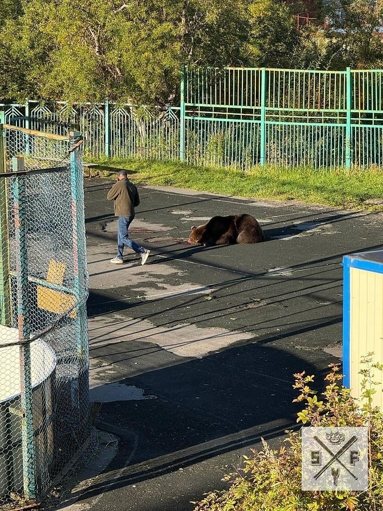 В результате нападения бурого медведя погибла 85-летняя женщина. Инцидент произошёл вблизи парковки, ... - 2