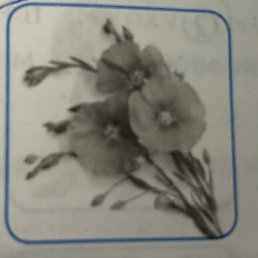 ������, ������, 36 ���