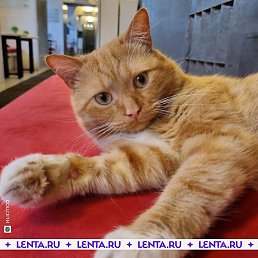 Levon, ������, 51 ���