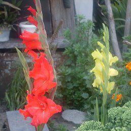 ��������, �����, 59 ���