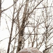 ������, 37 ���, �������