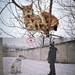 �������, ������ ��������, 55 ���