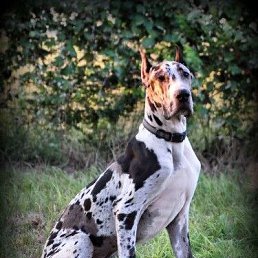 ���� Kaan, ������, 65 ��� - ��������� 29 ������ 2026