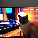 ���� ����, ������, 62 ���� - ��������� 10 ����� 2025 � ������ ���� ����������