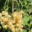 ���� ��������, ������ ��������, 77 ��� - ��������� 18 ������� 2025