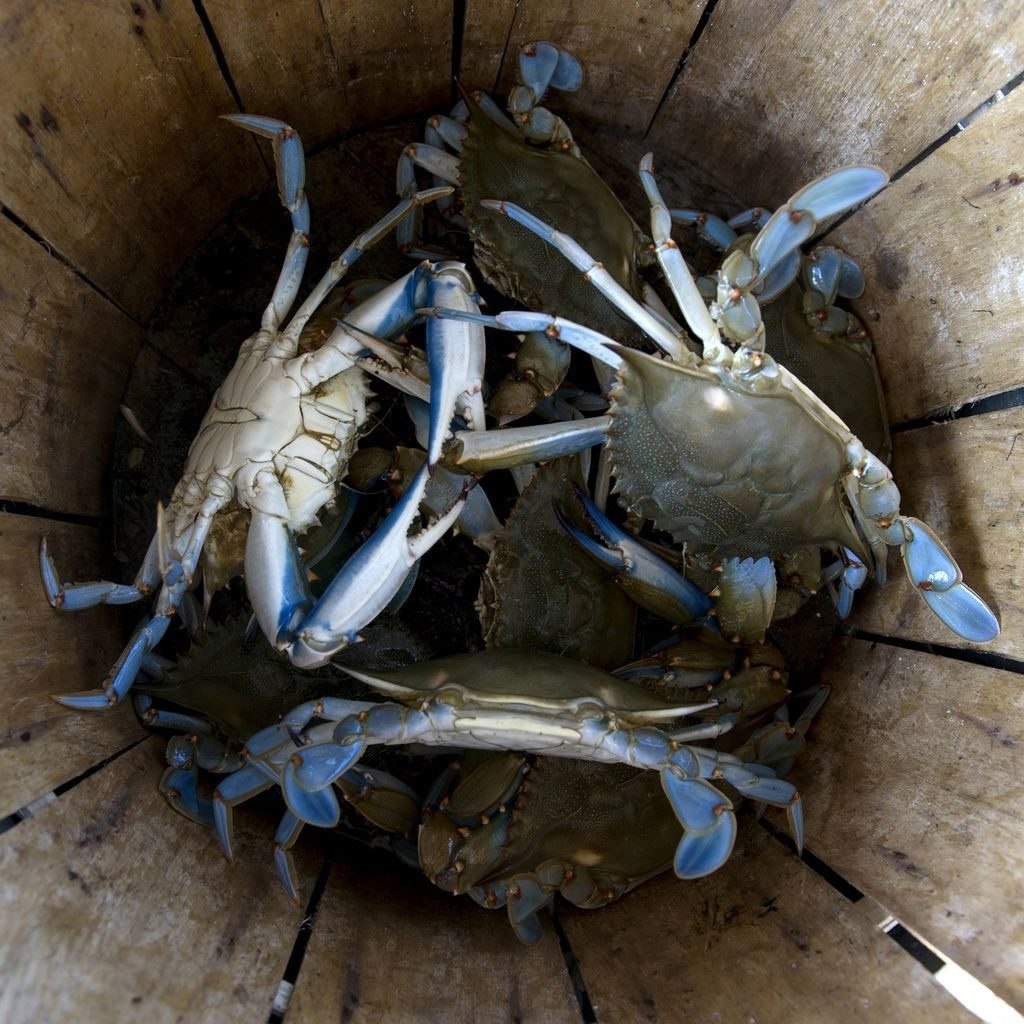    ,  crab bucket theory     .  , ...