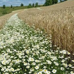 �����, �����-���������, 59 ���