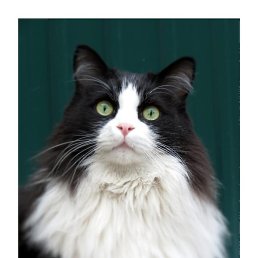 Sunnygal, ������