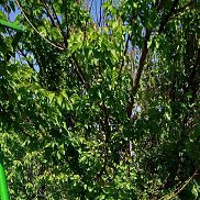 ����, 59 ���, ��������