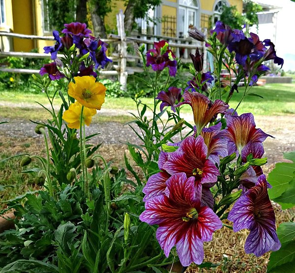  (Salpiglossis)         , ... - 4