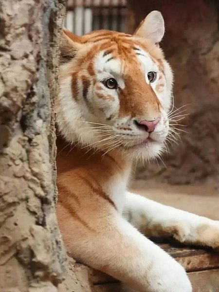 ,  .  4 ,   -  .  ,    ... - 2