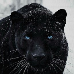 ������, ���������, 43 ����