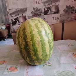 �������, �����������, 35 ���